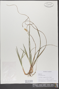 Carex purpurifera image