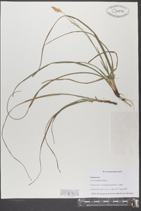 Carex purpurifera image