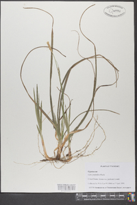 Carex purpurifera image