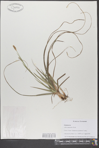 Carex purpurifera image