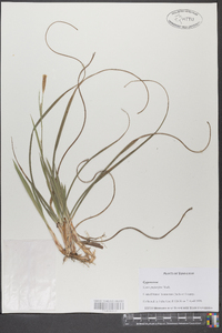 Carex purpurifera image