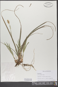 Carex purpurifera image