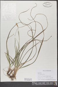 Carex purpurifera image