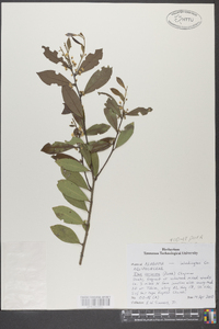 Ilex coriacea image