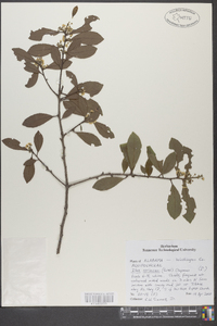 Ilex coriacea image