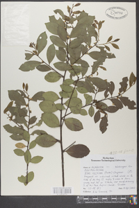 Ilex coriacea image