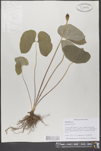 Jeffersonia diphylla image