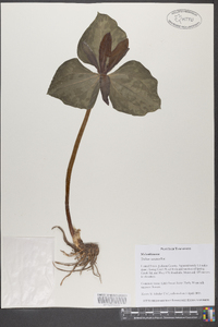 Trillium cuneatum image