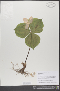 Trillium erectum image