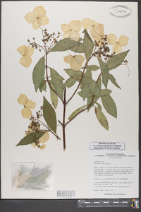 Hydrangea chinensis image