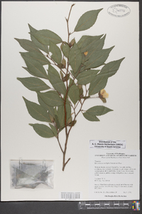 Stewartia monadelpha image