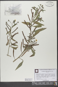 Ludwigia leptocarpa image