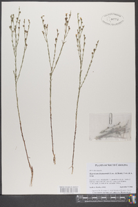 Hypericum drummondii image