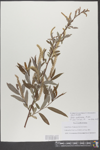 Salix caroliniana image