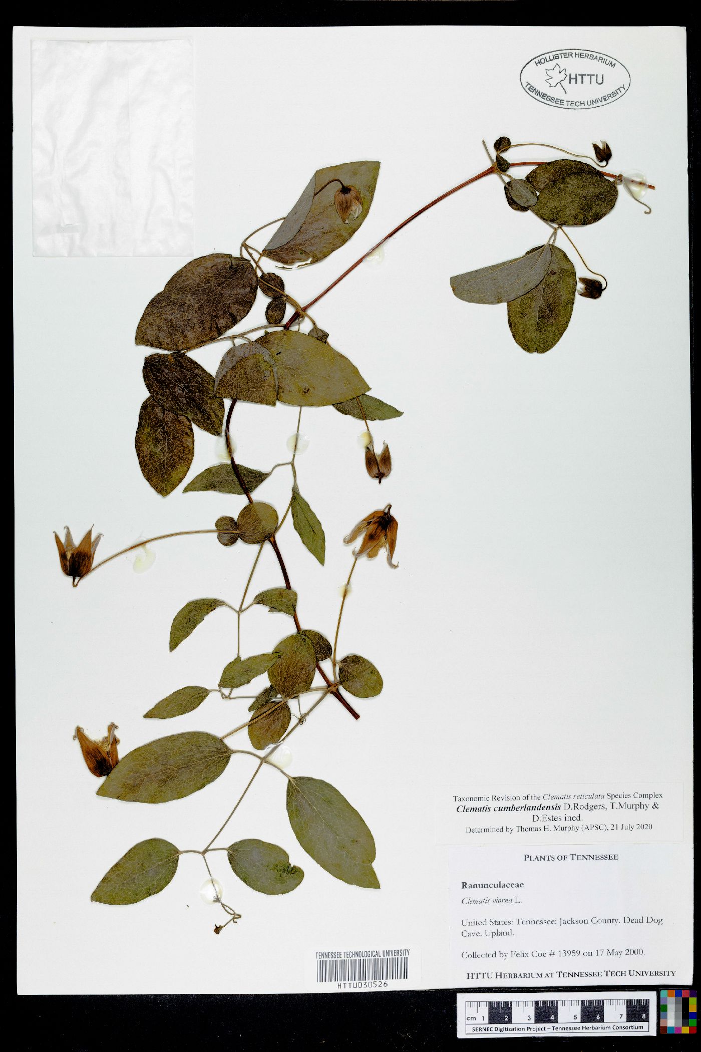 Clematis cumberlandensis image