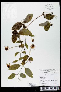 Clematis cumberlandensis image