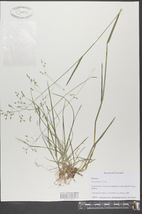 Poa sylvestris image