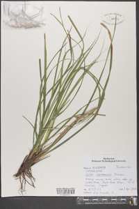 Carex cherokeensis image