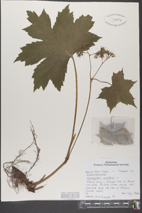 Hydrophyllum canadense image