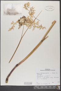 Peucedanum palustre image