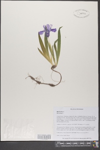 Iris verna image