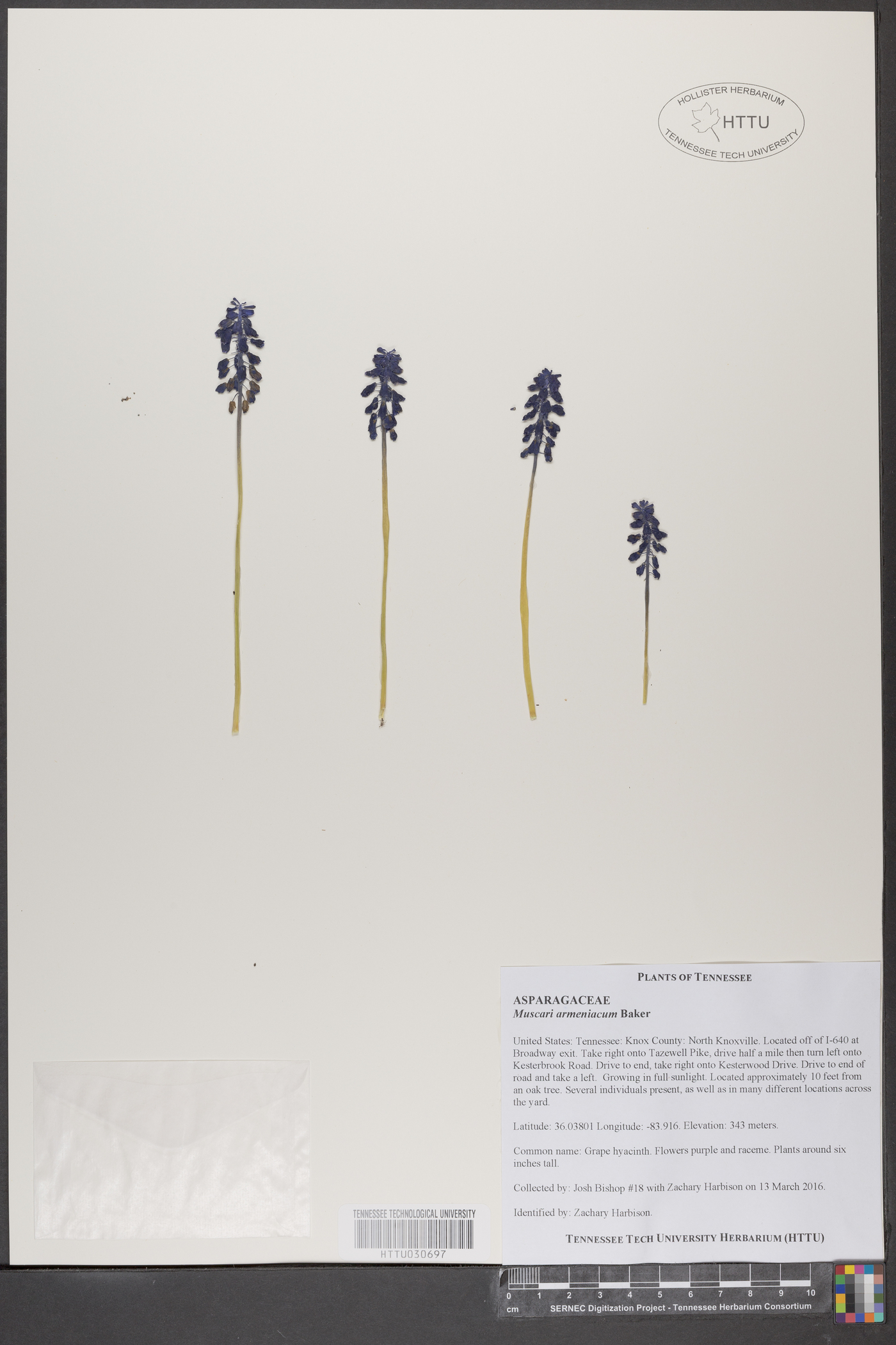 Muscari armeniacum image