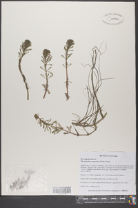 Myriophyllum aquaticum image