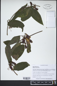 Bignonia capreolata image