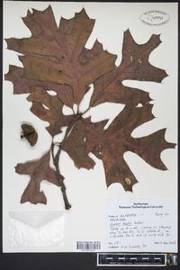 Quercus laevis image