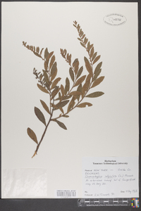 Chamaedaphne calyculata image