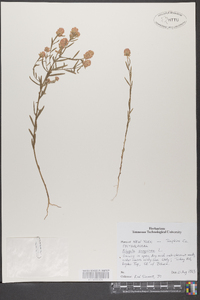 Polygala sanguinea image