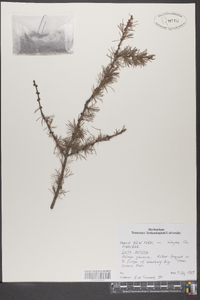 Larix laricina image