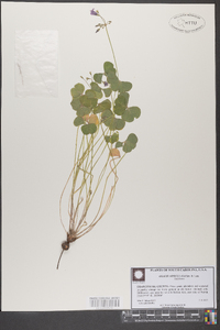 Oxalis articulata image