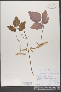 Cardamine diphylla image