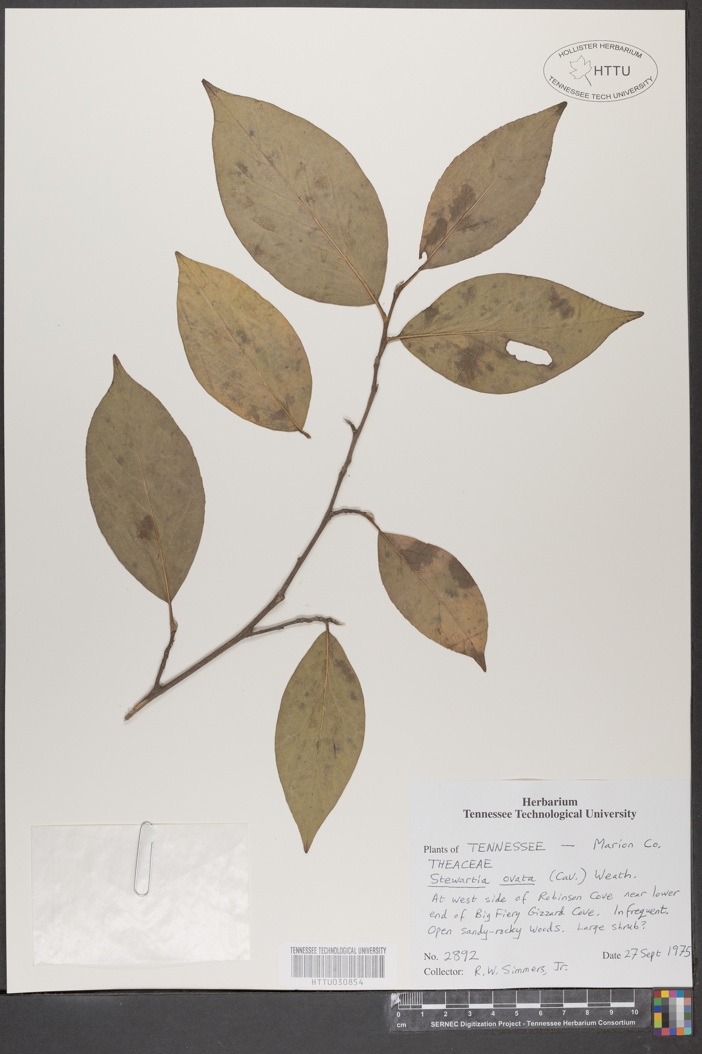 Stewartia ovata image