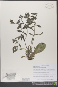 Lithospermum tuberosum image