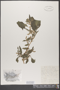 Amaranthus spinosus image