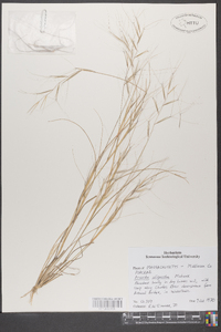 Aristida oligantha image