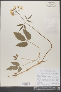 Cardamine diphylla image