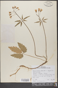 Cardamine diphylla image