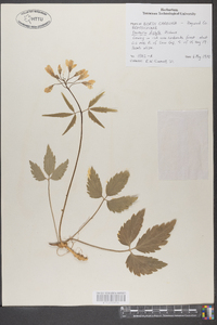 Cardamine diphylla image