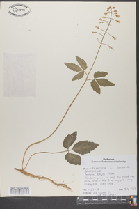 Cardamine diphylla image