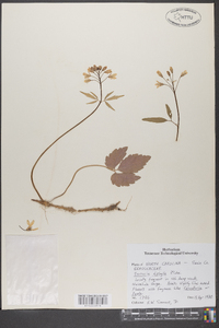 Cardamine diphylla image