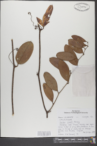 Smilax smallii image