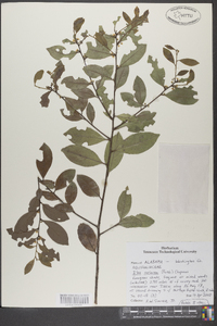 Ilex coriacea image