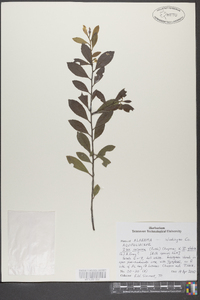 Ilex coriacea image