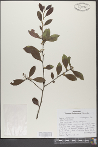 Ilex coriacea image