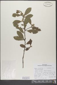 Ilex coriacea image