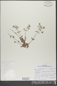 Houstonia canadensis image