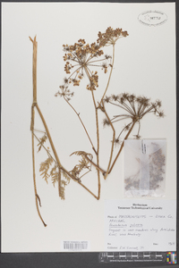 Peucedanum palustre image